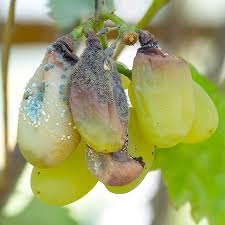 Attēlu rezultāti vaicājumam “Trichia botrytis var. cerifera stalked”