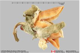 Attēlu rezultāti vaicājumam “Viola arvensis bud”