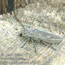 Attēlu rezultāti vaicājumam “Chalcophora mariana”