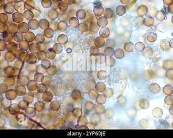 Attēlu rezultāti vaicājumam “Didymium sp.”