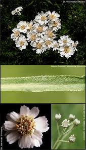 Attēlu rezultāti vaicājumam “Achillea ptarmica flower”