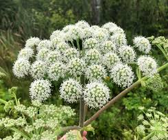 Attēlu rezultāti vaicājumam “Angelica sylvestris leaf”