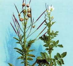 Attēlu rezultāti vaicājumam “Cystiphora sanguinea”