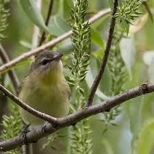 Image result for Vireo philadelphicus