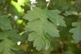 Attēlu rezultāti vaicājumam “Crataegus x macrocarpa leaf”