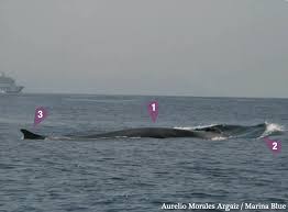 Image result for Balaenoptera physalus