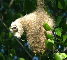Attēlu rezultāti vaicājumam “Remiz pendulinus”