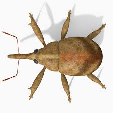 Attēlu rezultāti vaicājumam “Anthonomus pomorum”