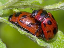 Attēlu rezultāti vaicājumam “Gonioctena viminalis”