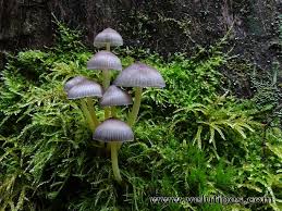 Attēlu rezultāti vaicājumam “Mycena viscosa”