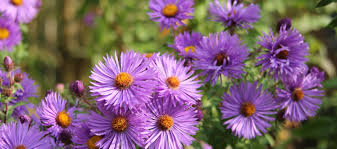 Image result for Aster