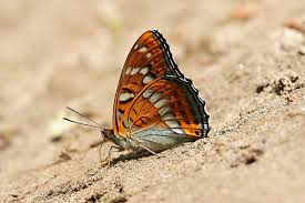 Attēlu rezultāti vaicājumam “Limenitis populi upperside”