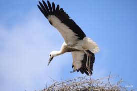 Attēlu rezultāti vaicājumam “Ciconiiformes”