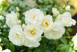 「アイスバーグ」の画像検索結果