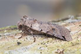 Attēlu rezultāti vaicājumam “Agrochola litura”