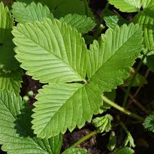 Attēlu rezultāti vaicājumam “Fragaria moschata”