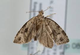 Attēlu rezultāti vaicājumam “Dichelia histrionana”