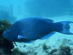 Image result for Scarus trispinosus