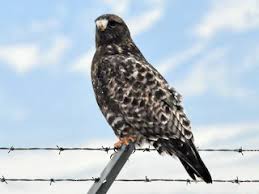 Attēlu rezultāti vaicājumam “Buteo lagopus adult”