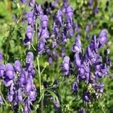 Attēlu rezultāti vaicājumam “Aconitum napellus”