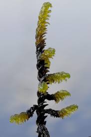Attēlu rezultāti vaicājumam “Hamatocaulis lapponicus”
