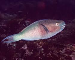 Image result for Scarus rubroviolaceus