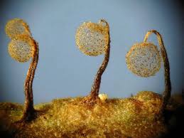 Attēlu rezultāti vaicājumam “Cribraria splendens spores”