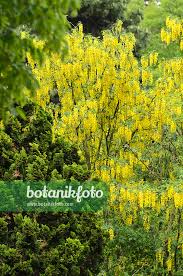 Image result for Laburnum anagyroides