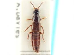 Attēlu rezultāti vaicājumam “Quedius dilatatus”