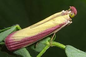 Attēlu rezultāti vaicājumam “Oncocera semirubella”