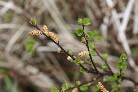 Attēlu rezultāti vaicājumam “Betula nana”