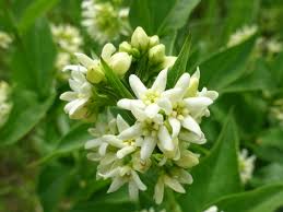 Attēlu rezultāti vaicājumam “Vincetoxicum hirundinaria”