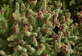 Attēlu rezultāti vaicājumam “Picea abies male flower”