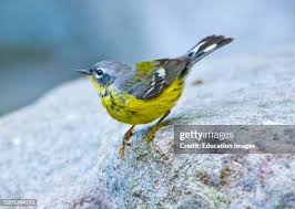 Image result for Dendroica magnolia