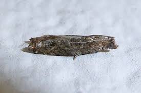 Attēlu rezultāti vaicājumam “Grapholita funebrana”