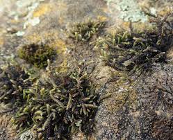 Attēlu rezultāti vaicājumam “Hedwigia ciliata sporophyte”