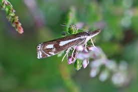Attēlu rezultāti vaicājumam “Crambus heringiellus”