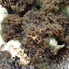 Attēlu rezultāti vaicājumam “Lobaria amplissima”