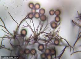 Attēlu rezultāti vaicājumam “Stemonaria irregularis”