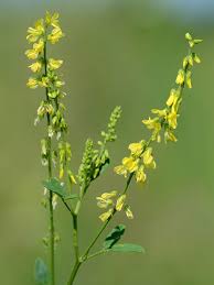 Attēlu rezultāti vaicājumam “Melilotus officinalis flower”