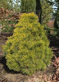 Attēlu rezultāti vaicājumam “Pinus nigra”