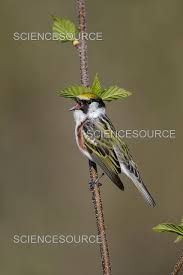 Image result for Dendroica pensylvanica