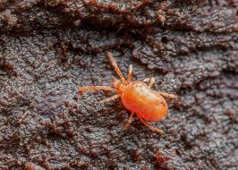 Attēlu rezultāti vaicājumam “Trombidiidae”