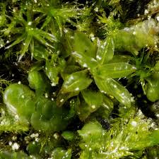 Attēlu rezultāti vaicājumam “Tortula truncata sporophyte”