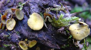 Attēlu rezultāti vaicājumam “Chlorencoelia versiformis”