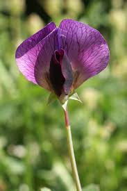 Attēlu rezultāti vaicājumam “Pisum sativum flower”