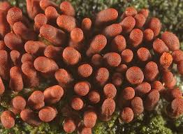 Attēlu rezultāti vaicājumam “Arcyria incarnata”