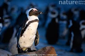 Image result for Spheniscus demersus