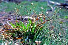 Attēlu rezultāti vaicājumam “Luzula pilosa leaf”