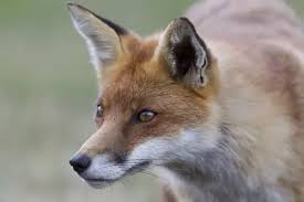 Attēlu rezultāti vaicājumam “Vulpes vulpes  adult”